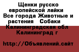 Щенки русско европейской лайки - Все города Животные и растения » Собаки   . Калининградская обл.,Калининград г.